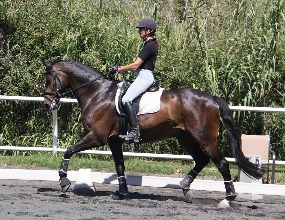Susanne von Dietze, horse, equine, dressage, passage, piaffe