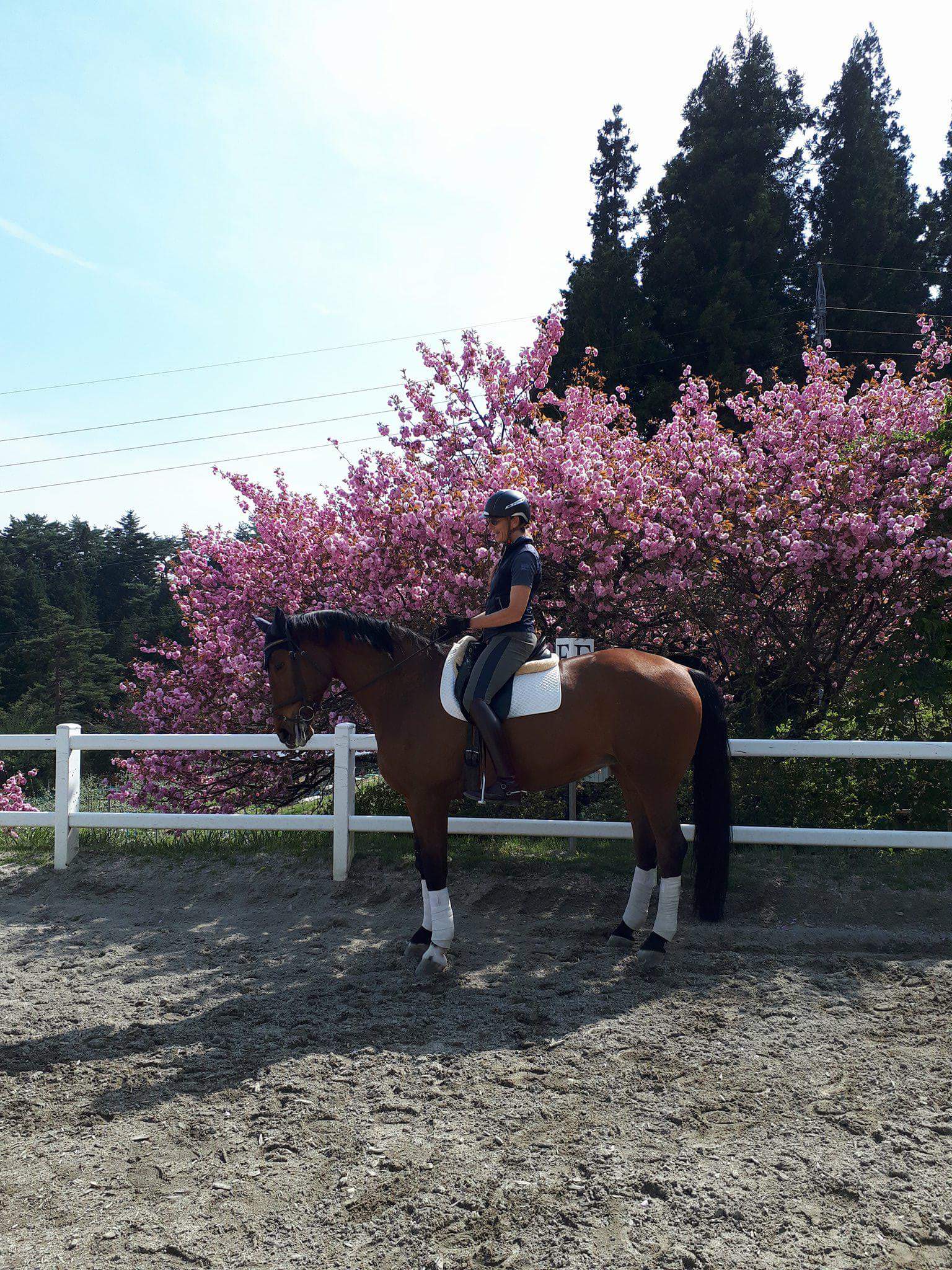 Susanne von Dietze Video Analysis Consultation