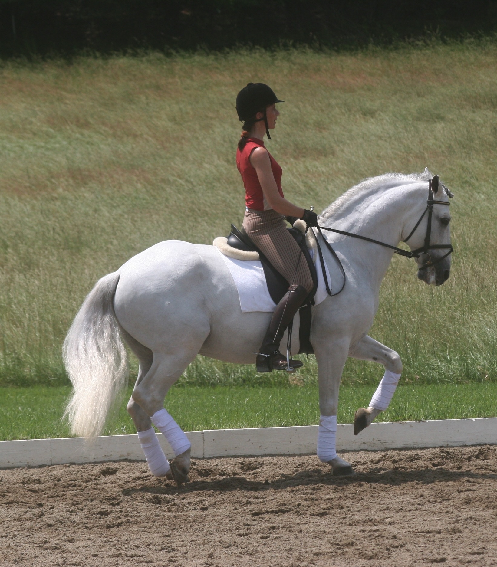 Susanne von Dietze clinic, biomechanics, equine, horse